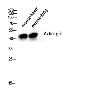 Actin α3 rabbit pAb - image 1