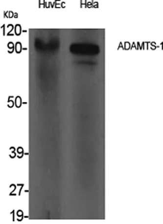 ADAMTS-1 rabbit pAb - image 1