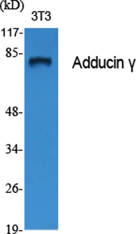 Adducin γ rabbit pAb - image 1
