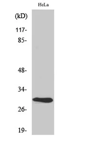 AI-BP rabbit pAb - image 1