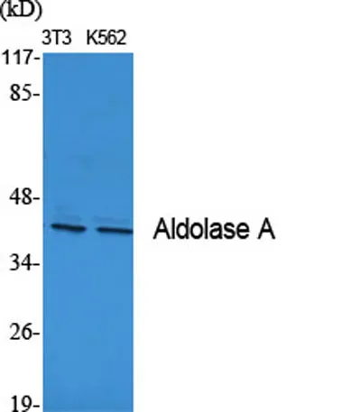 Aldolase A rabbit pAb - image 1