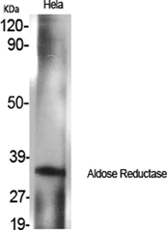 Aldose Reductase rabbit pAb - image 1