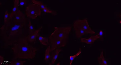 Annexin VI rabbit pAb