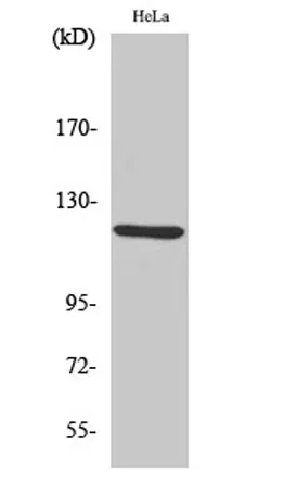 AOX1 rabbit pAb - image 1
