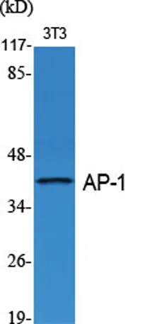 AP-1/Jun D rabbit pAb - image 1