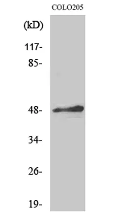 AP-2α/β rabbit pAb - image 1