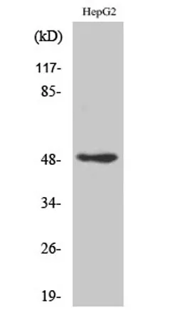 AP-2γ rabbit pAb - image 1