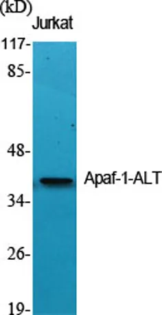 Apaf-1-ALT rabbit pAb - image 1