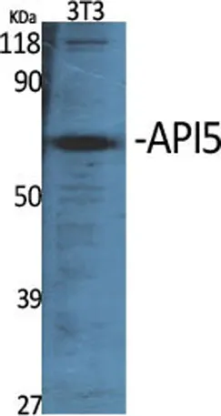 API5 rabbit pAb - image 1