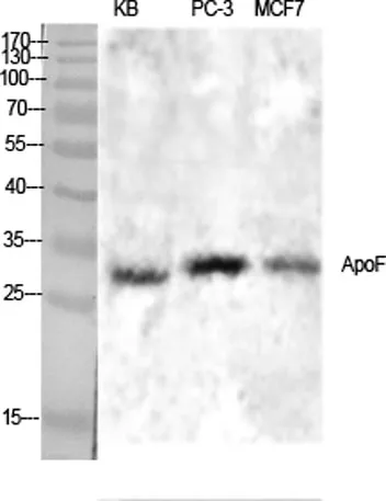 ApoF rabbit pAb - image 1