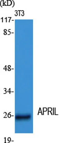 APRIL rabbit pAb - image 1