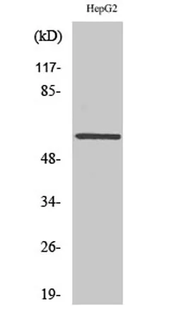 AR α2C rabbit pAb - image 1