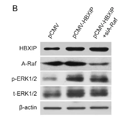 A-Raf rabbit pAb - image 1