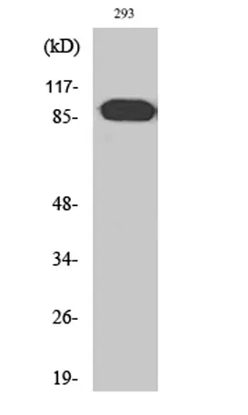 ARHGEF19 rabbit pAb