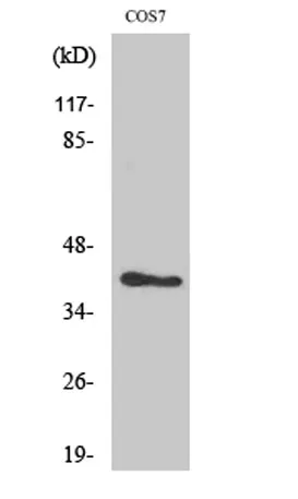 ARK-2 rabbit pAb - image 1