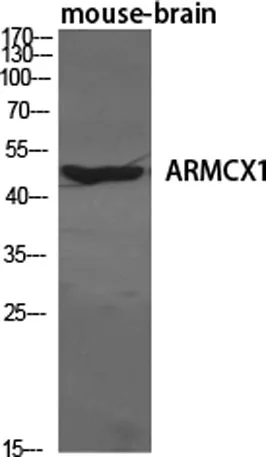 ARMCX1 rabbit pAb