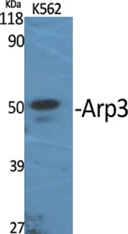 Arp3 rabbit pAb - image 1