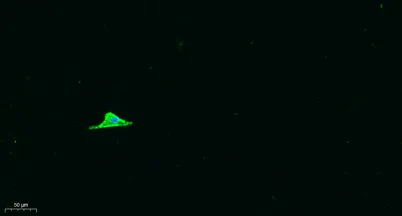 Arrdc1 rabbit pAb - image 1