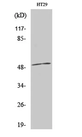 AR-β1 rabbit pAb - image 1