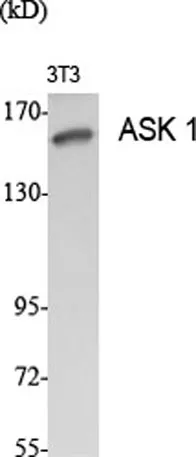 ASK 1 rabbit pAb - image 1