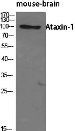 Ataxin-1 rabbit pAb - image 1