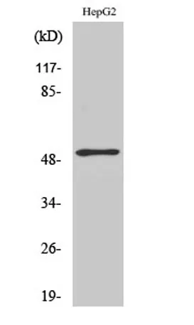 ATF-2 rabbit pAb - image 1