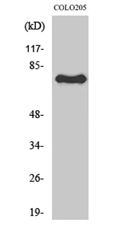 ATF-6β rabbit pAb - image 1