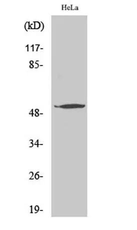 ATF-7 rabbit pAb - image 1