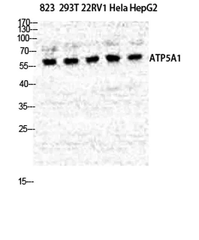 ATP5A rabbit pAb - image 1