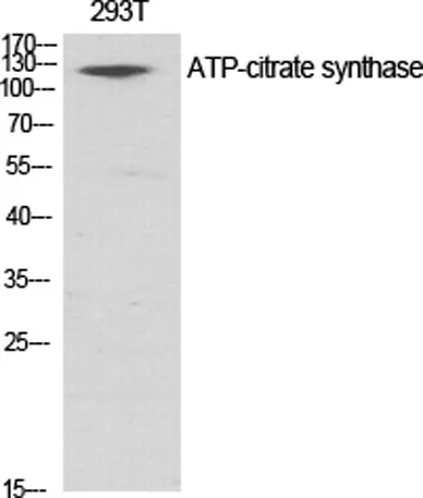 ATP-citrate synthase rabbit pAb - image 1