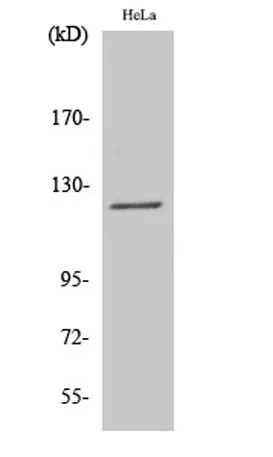 Atrophin-1 rabbit pAb