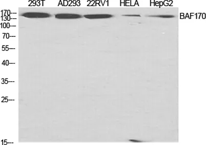 BAF170 rabbit pAb