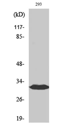 BAM32 rabbit pAb - image 1
