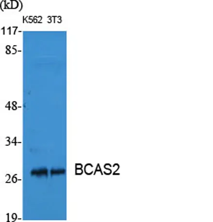 BCAS2 rabbit pAb - image 1