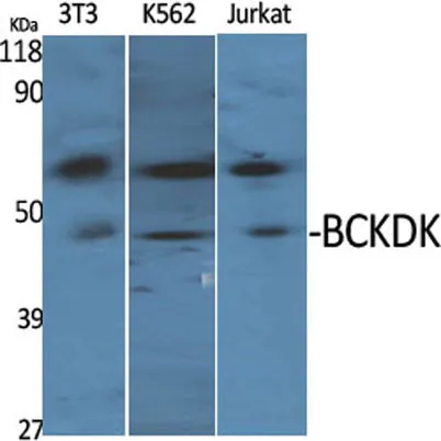 BCKDK rabbit pAb - image 1