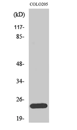 Bcl-w rabbit pAb - image 1