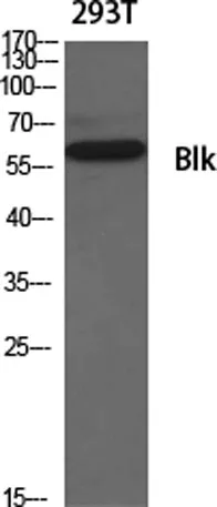 Blk rabbit pAb