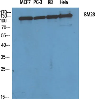 BM28 rabbit pAb