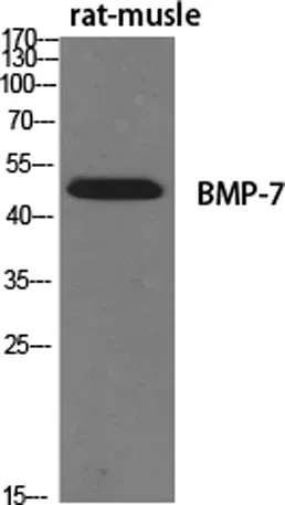 BMP-7 rabbit pAb - image 1