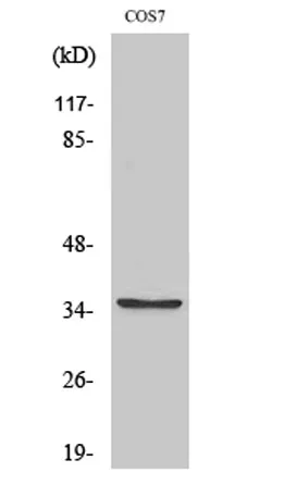 BST-1 rabbit pAb - image 1