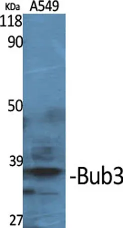 Bub3 rabbit pAb - image 1