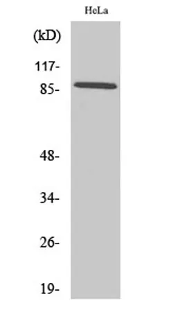 Cadherin-18 rabbit pAb - image 1
