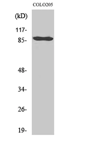 Cadherin-9 rabbit pAb - image 1