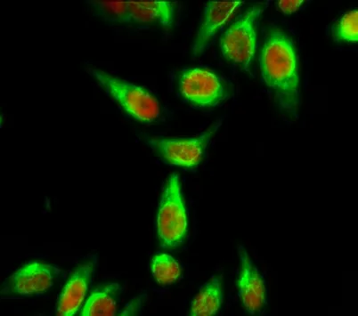 Calmodulin rabbit pAb - image 1