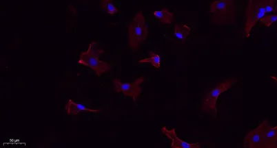 Calnexin rabbit pAb - image 1