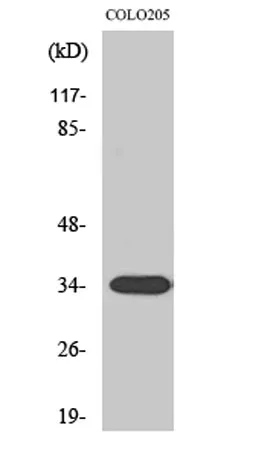Calponin 2 rabbit pAb - image 1