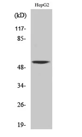 CaMKV rabbit pAb - image 1