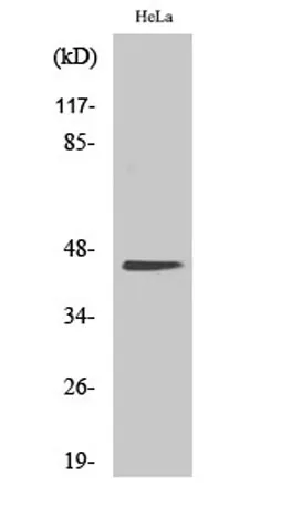Casein Kinase IIα rabbit pAb - image 1