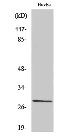Casein Kinase IIβ rabbit pAb - image 1