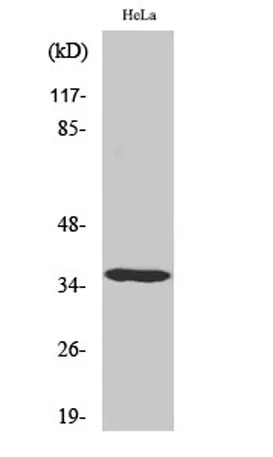Casein Kinase Iα rabbit pAb - image 1